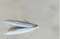 Coleophora