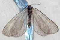 Rebelia plumella surientella