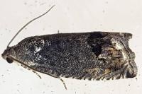 Cydia splendana