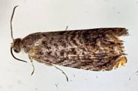Grapholita janthinana