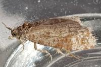 Rhyacionia pinivorana