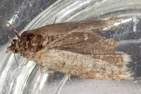 Rhyacionia pinivorana