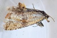 Celypha striana