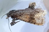 Celypha striana