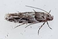 Recurvaria nanella