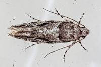Recurvaria nanella