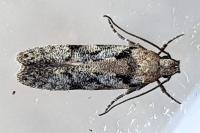 Carpatolechia decorella