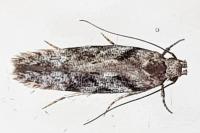 Carpatolechia decorella