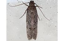 Xenolechia aethiops