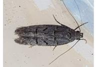 Xenolechia aethiops
