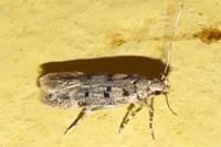 Bryotropha