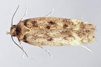 Bryotropha