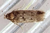 Bryotropha