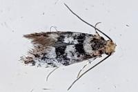 Eudarcia