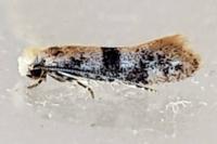 Infurcitinea atrifasciella