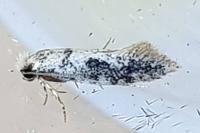 Infurcitinea