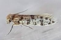 Eumasia parietariella