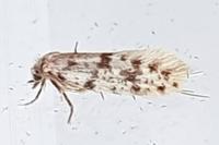 Eumasia parietariella