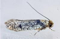 Niditinea fuscella