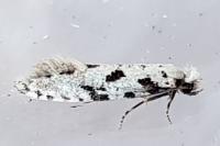 Nemapogon
