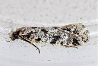 Nemapogon