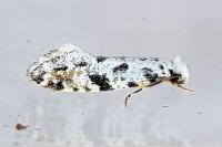 Nemapogon