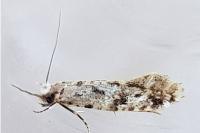 Nemapogon