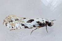 Nemapogon
