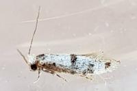 Infurcitinea