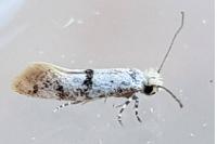 Infurcitinea