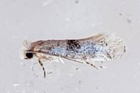 Infurcitinea