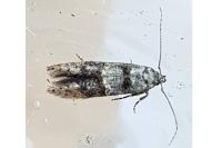 Sorhagenia