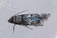 Sorhagenia