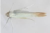 Psamathocrita