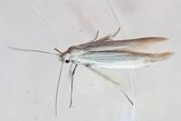 Psamathocrita