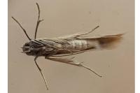 Psamathocrita