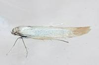 Psamathocrita