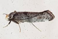 Paraswammerdamia