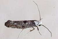Paraswammerdamia albicapitella