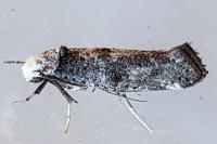 Paraswammerdamia