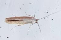Coleophora