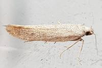 Scrobipalpa