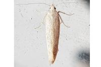 Scrobipalpa