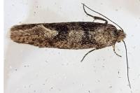 Eriocottis fuscanella