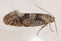 Eriocottis fuscanella