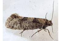 Eriocottis fuscanella