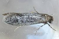 Elatobia fuliginosella