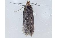 Bryotropha