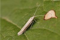 Coleophora dianthivora
