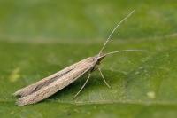 Coleophora vestianella